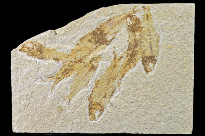 Cluster Of Six Fossil Fish (Knightia) - Green River Formation #159069